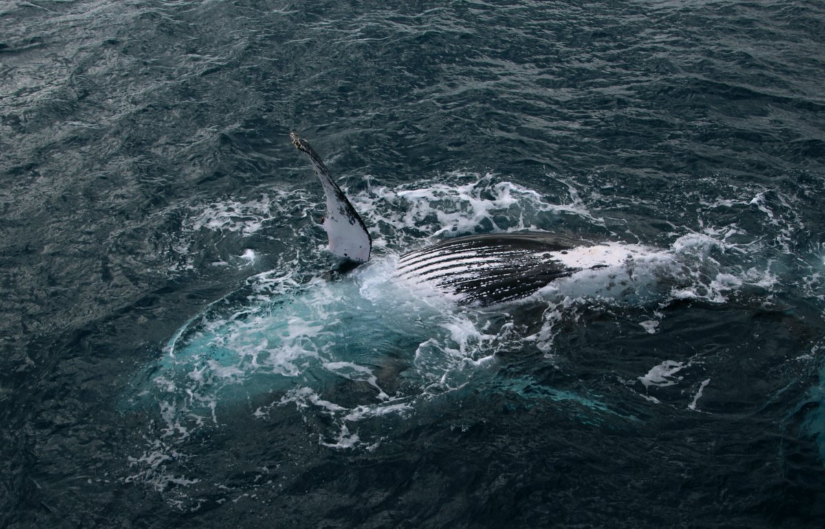Hervey Bay – Whale&nbsp;Watching