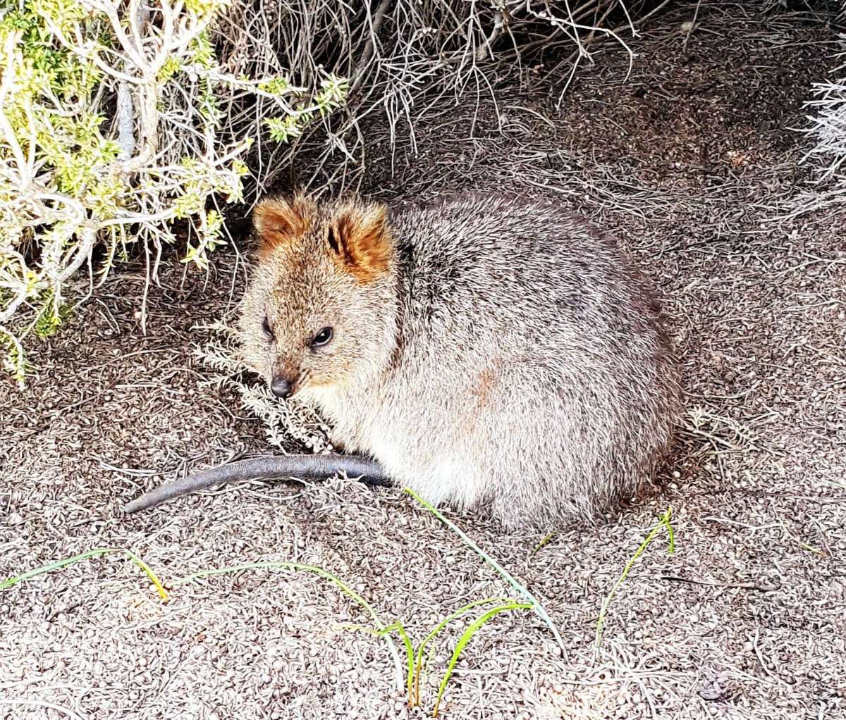 Rottnest Island und&nbsp;Quokka’s