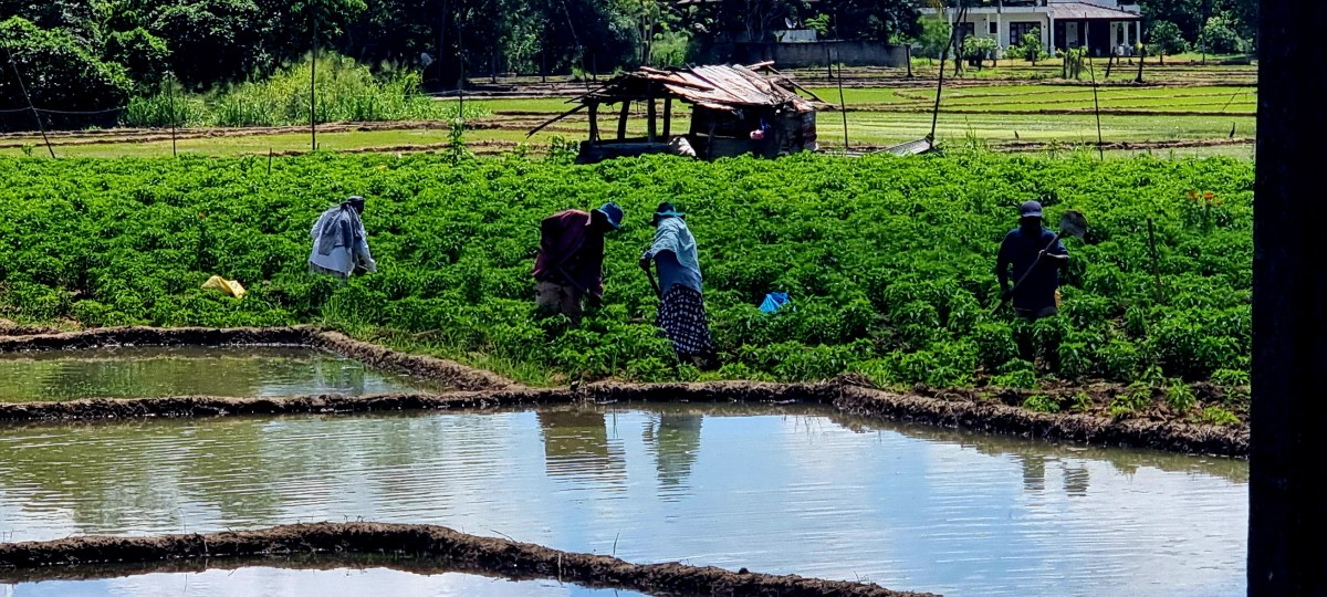 Ehrenwerte Insel oder besser bekannt als Sri&nbsp;Lanka